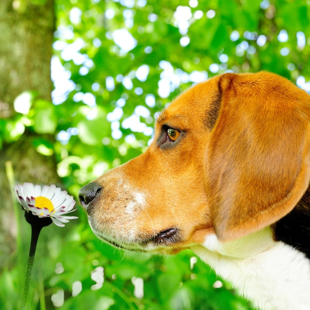 spring_tips_800x800_b035f8e2-453c-4eb4-b12c-f657381f852d_1200x630.jpg?v ...